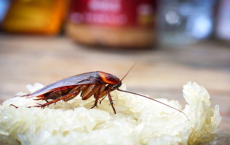 a cockroach infestation on a bowl of rice sitting on a denton kitchen counter top during clear day light