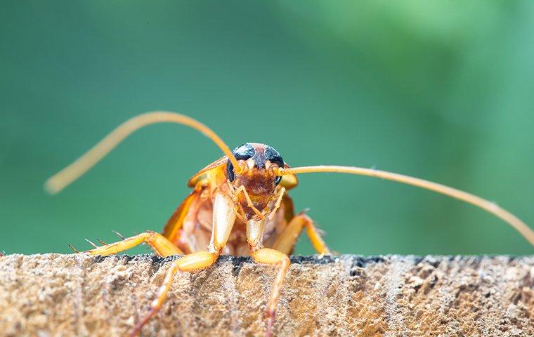 a cockroach crawling along the white stone of a frisco kitchen