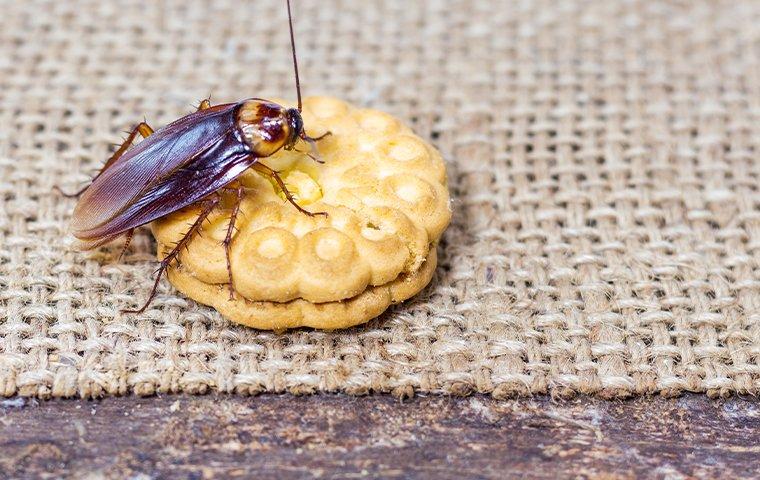 cockroach crawling on a cookie on a picnic table