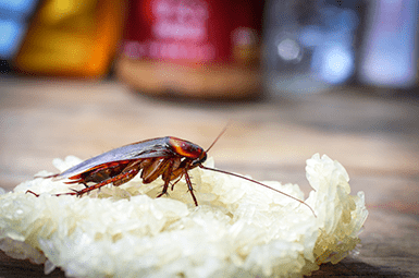 cockroach on food
