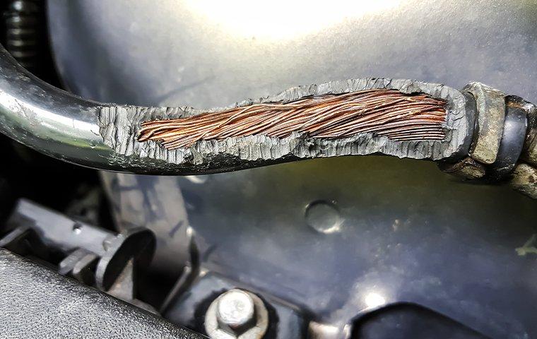 a thick electrical wire showing obvious signs of mice damage inside of a texas home