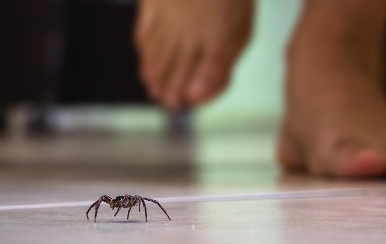 spider crawling on a kitchen floor in front of a person walking