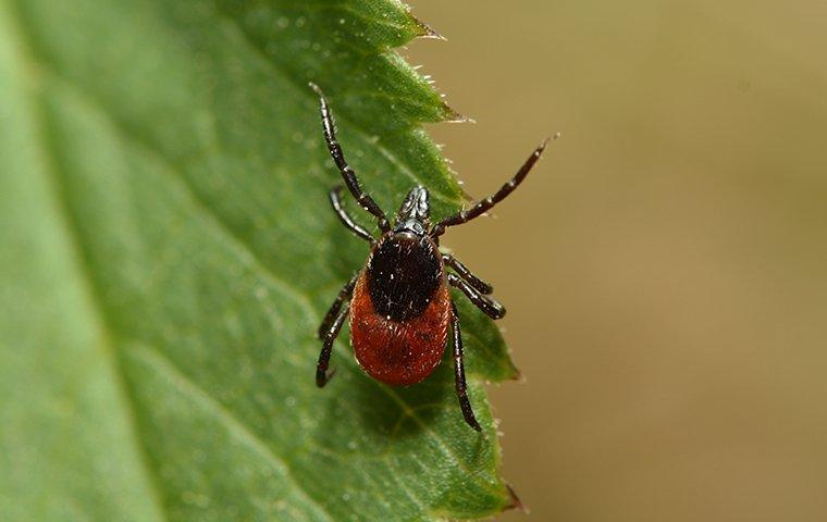 a red tinted deer tick crawling along a vibrant green leaf