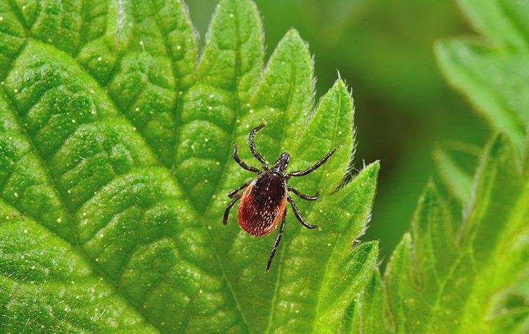 a small deer tick crawling up a vibrant green plant leaf in a frisco garden