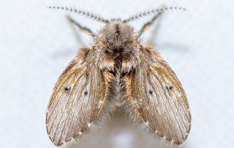 a drain fly in a lewsiville texas residential kitchen