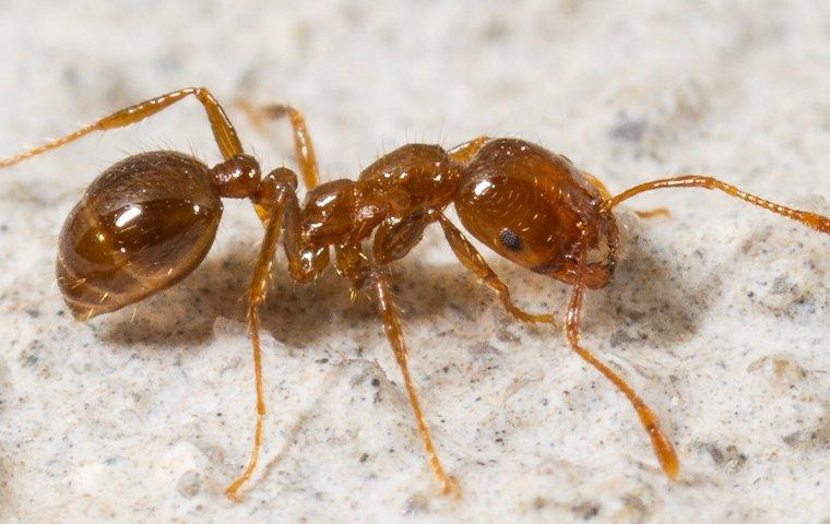 a colony of fire ants scurrying through a lewisville texas home