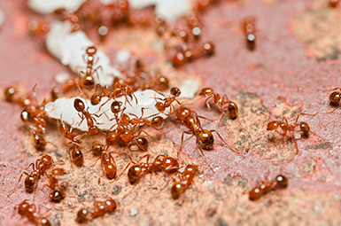 fire ants near a denton home