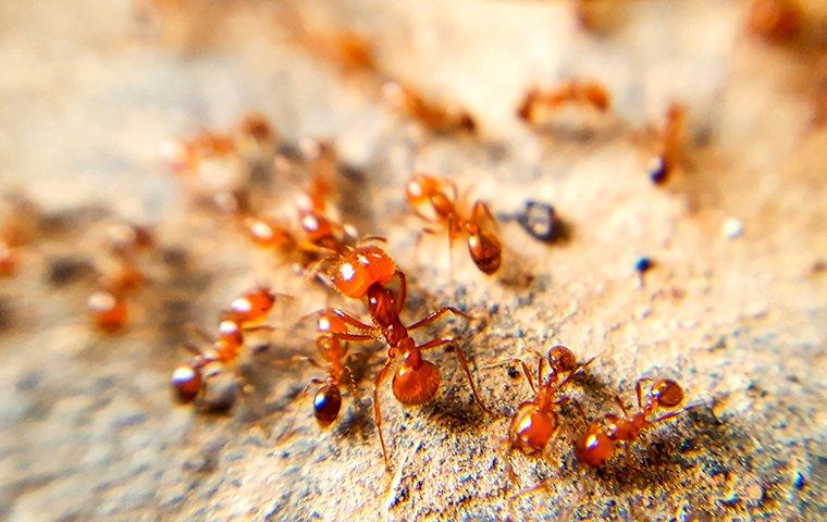 a very large colony of fire ants crawling along and around a sand hill in a lewisville, texas backyard