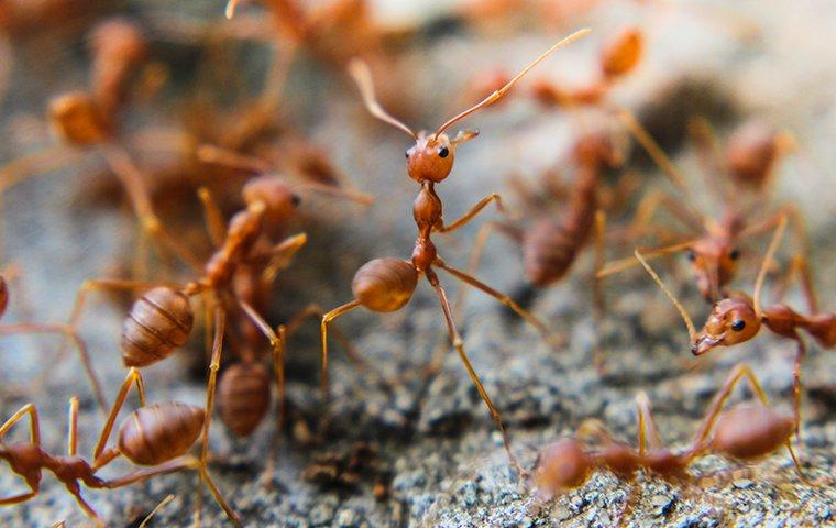 up close image of fire ants crawling on a log ready to eat