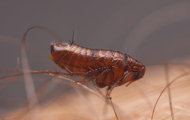 flea on lewisville residents skin and hair