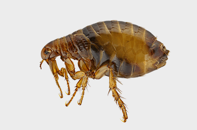 Learn How Adams Pest Exterminating Can Help Remove Fleas From Your Home flea on gray background