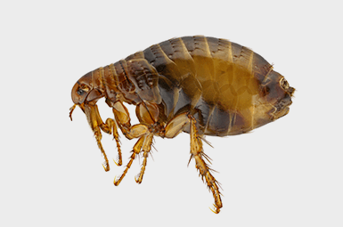 flea on gray background