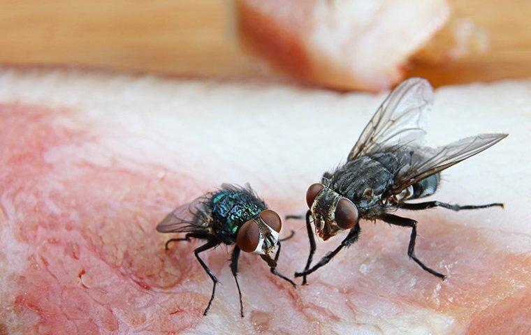 a family of flies feasting on a raw slab of meat in a frisco kitchen