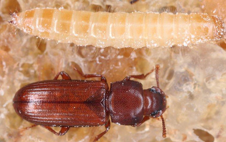 get-rid-of-flour-beetles-pantry-pest-prevention-tips