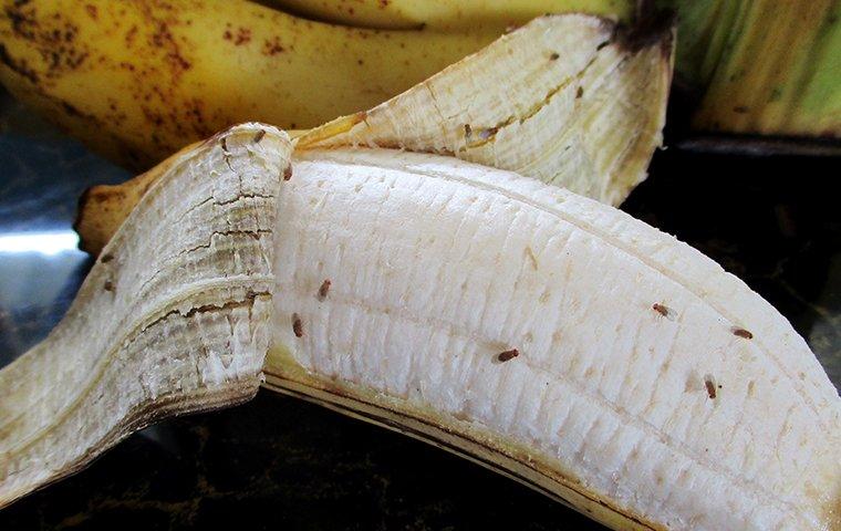 fruit flies on a banana