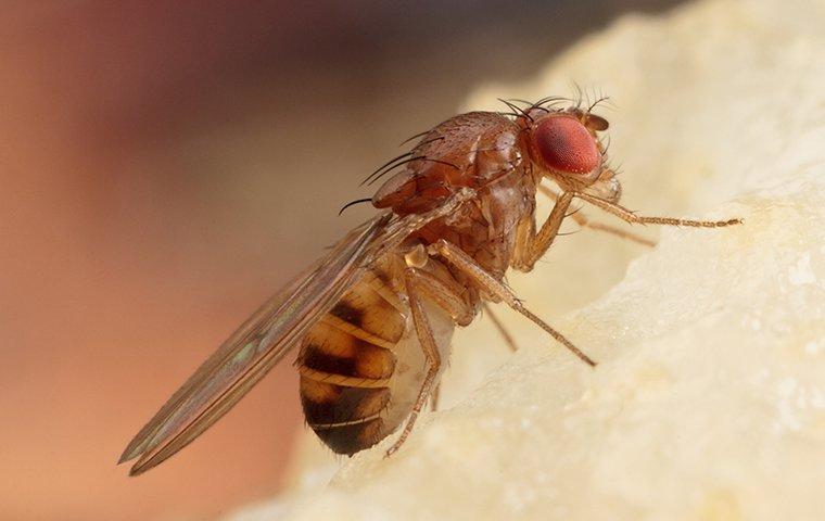 fruit flies eating crumbs off the table top in a lewisville home