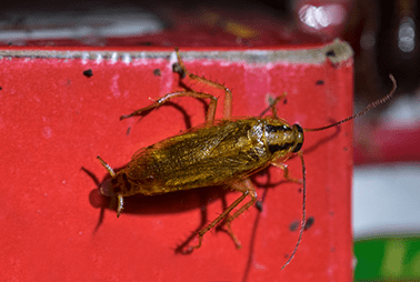 Learn How To Avoid German Cockroaches In Your Restaurant cockroach in restaurant