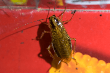 german cockroach in food pantry