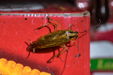 Learn More About German Cockroaches german cockroach in pantry