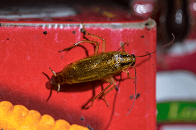 german cockroach in pantry
