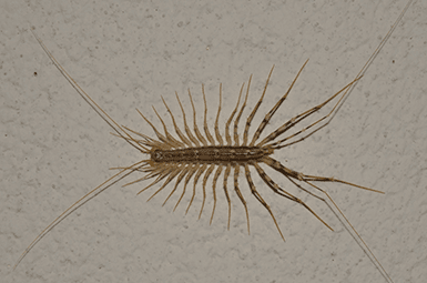 Learn How To Keep Centipedes Out Of Your Home centipede crawling on wall