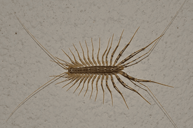 centipede crawling on wall