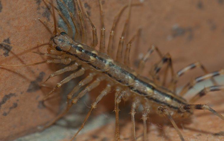 centipede in north texas home