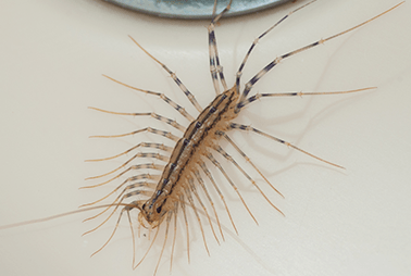 centipede in denton home