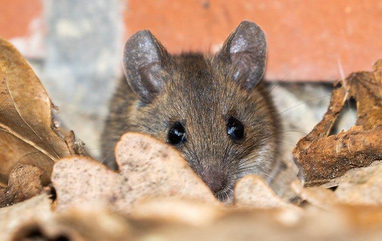 house mouse crawling in leaves