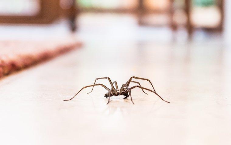 house spider crawling on living room floor