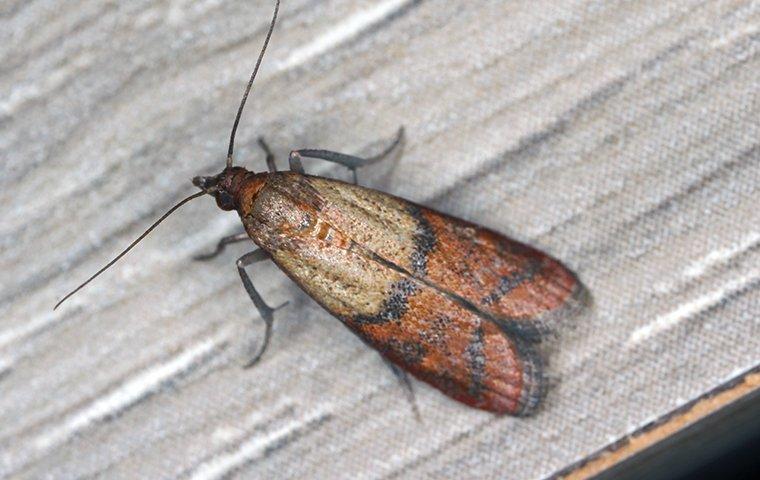 a grey black and brown tinted indian meal moth crawling along the shelving in a food pantry inside of a frisco kitchen