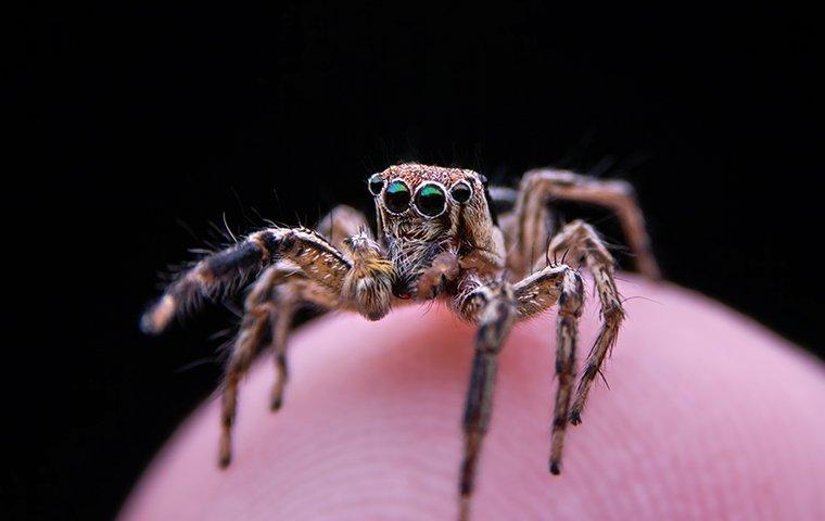 a close up image of a hairy jumping spider gazing as it balances on the finger of a frisco resident