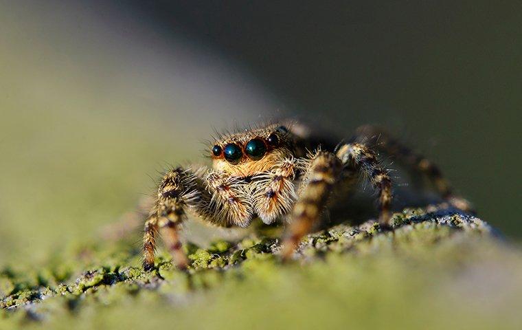 a small and hairy jumping spider crawling along a lewisville texas home durring summer season
