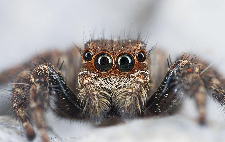 jumping spider in basement