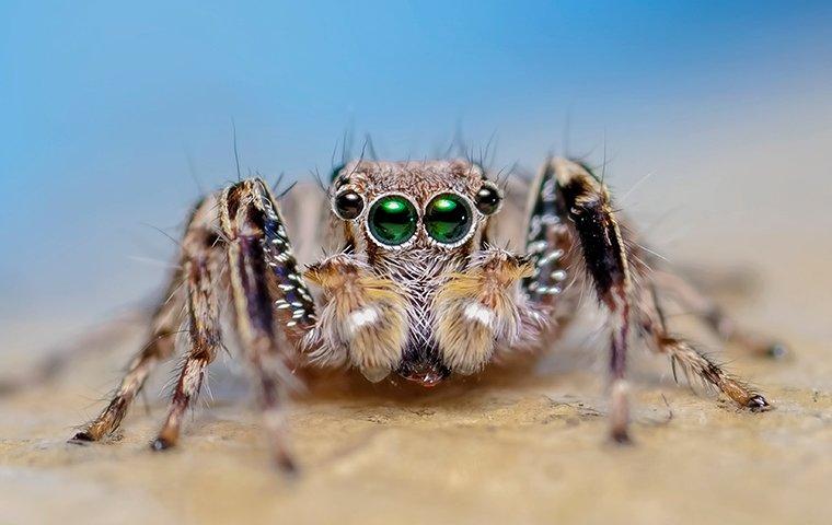 a jumping spider in a denton tx home