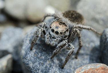 Keep Jumping Spiders Out Of Your Home With Adams Exterminating Company jumping spider on rock