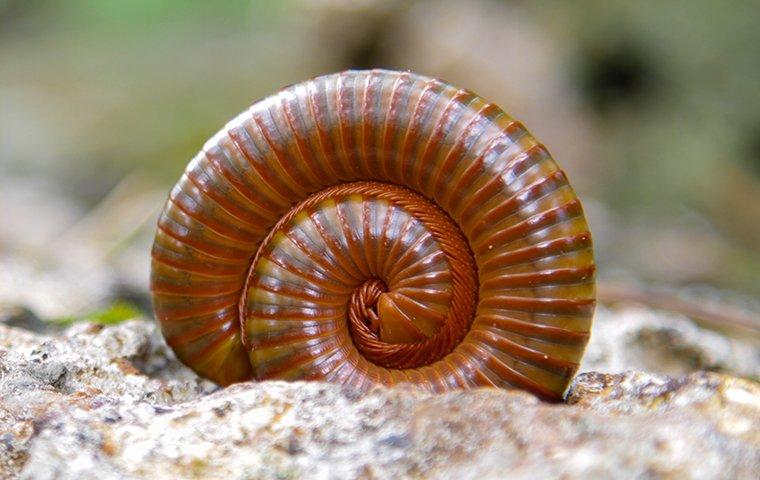 a millipede curled up in the ground