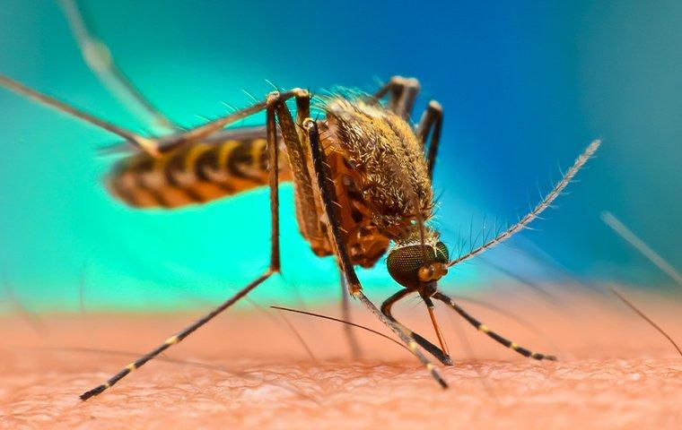 mosquito biting skin