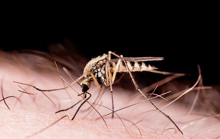 a mosquito biting and spreading disease