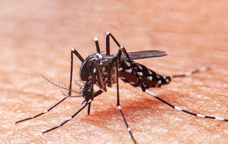 mosquito near lewisville home