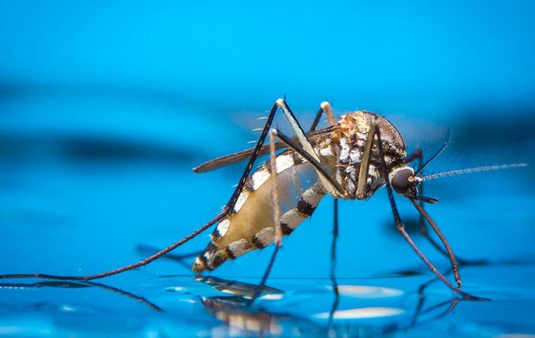 mosquito sucking on distilled water in a lewisville yard