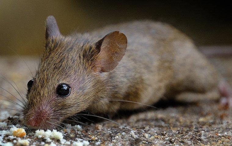 a rodent infestation inside a frisco home
