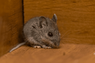 Learn How To Keep Mice Out Of Your Home mouse found in the finished basement of a denton home