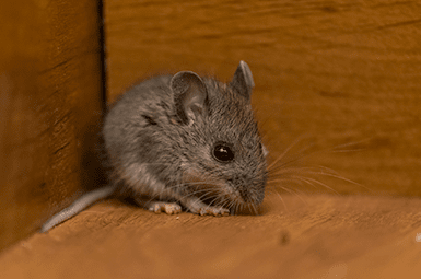 mouse found in the finished basement of a denton home