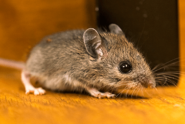 Protect Your Home From Rodents With Adams Exterminating Company mouse crawling on floor of texas home