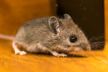 mouse crawling on floor of texas home