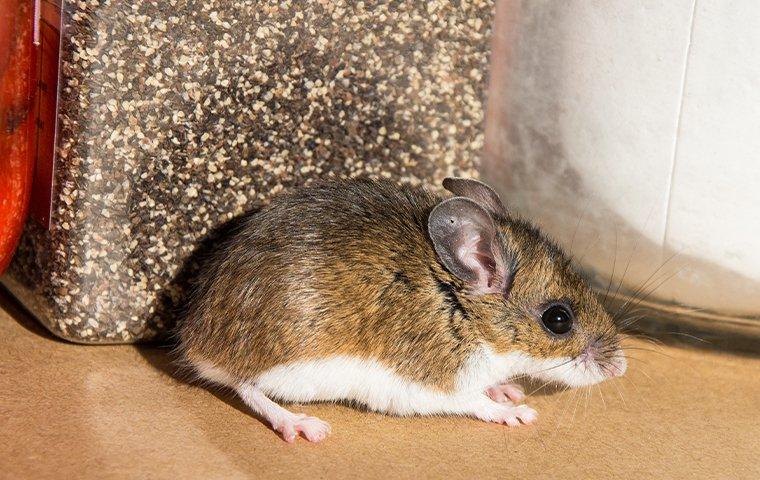 a house mouse crawling through the food pantry in a lewisville home during fall