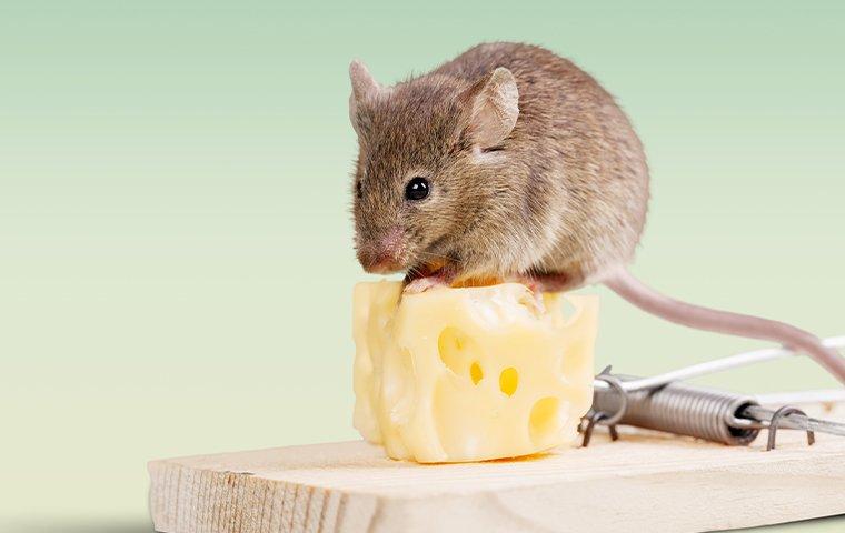 mouse on a piece of cheese