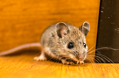 mouse found in denton home