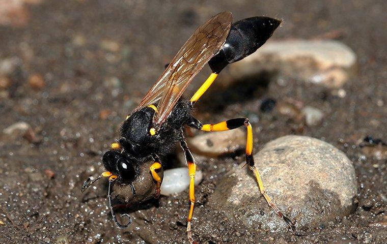 a mud dauber wasp gathering mud for a nest